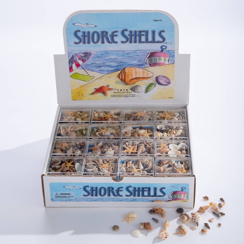 Shore Shells Souvenir Box | Tselaine