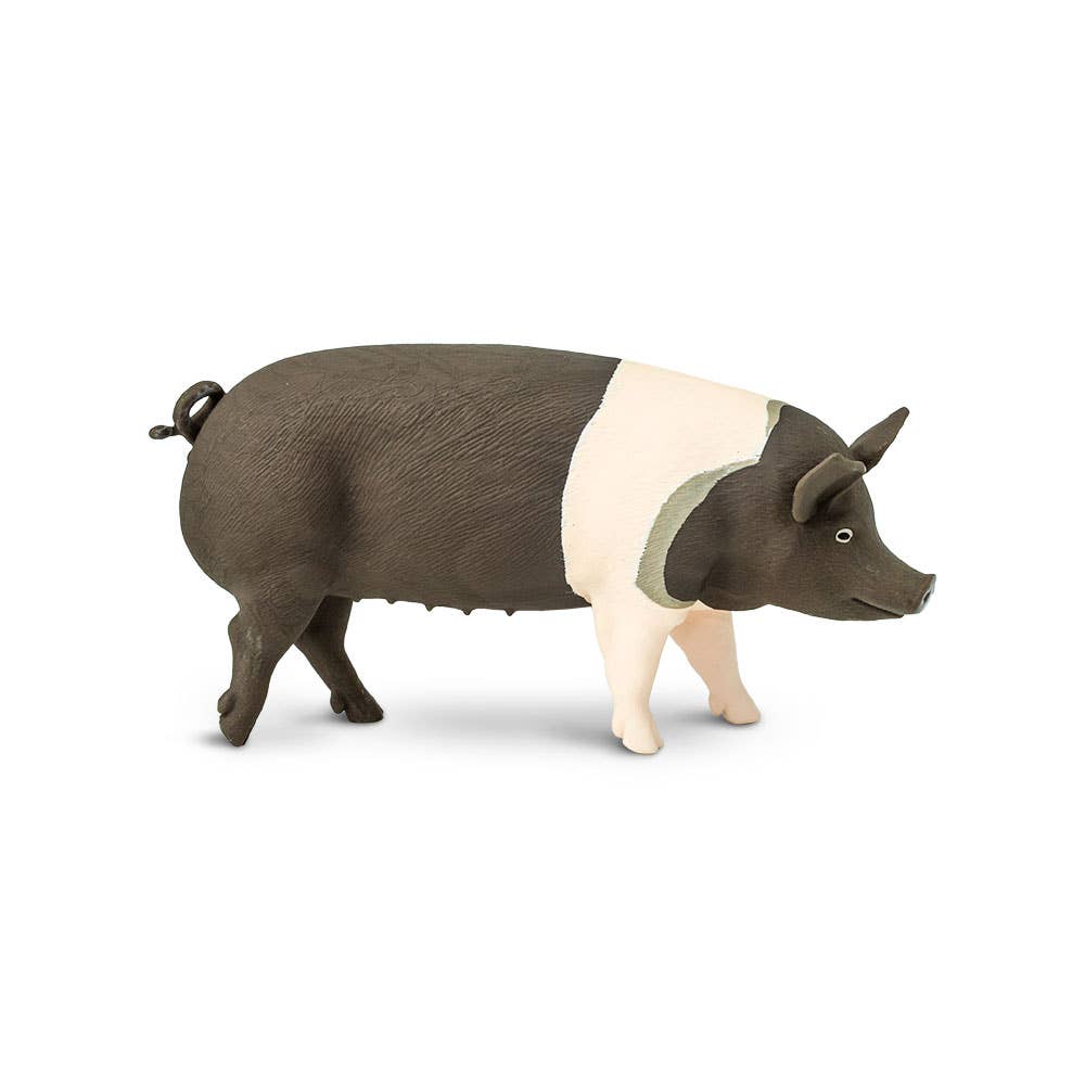 Hampshire Pig - 161829